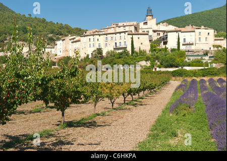 Albicocchi vicino Venterol, della Drôme Rhône-Alpes, in Francia Foto Stock