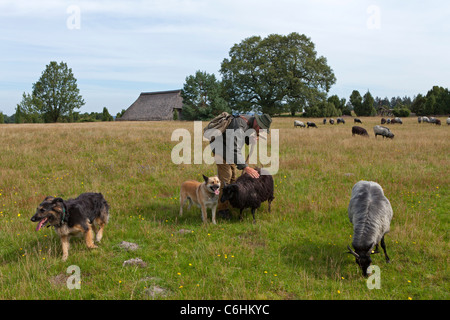 Pastore con il suo gregge di tedesco Heath vicino Wilsede, Luneberg, Bassa Sassonia, Germania Foto Stock