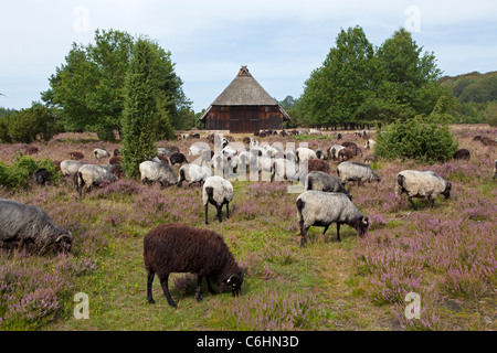 Rifugio di pecora e gregge di tedesco Heath vicino Wilsede, Luneberg, Bassa Sassonia, Germania Foto Stock