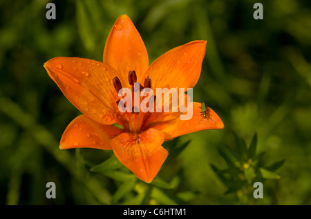 Giglio rosso, Lilium bulbiferum in fiore, pascolo alpino; Slovenia. Foto Stock