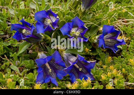 La Clusius Genziana, Gentiana clusii nel manto erboso sul calcare, sulle Alpi Giulie, Slovenia. Foto Stock