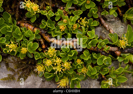 Retuse-lasciato willow, Salix retusa - antica alpino nana willow impianto in fiore. Alpi Giulie, Slovenia. Foto Stock