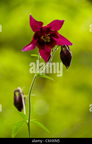 Aquilegia scura, Aquilegia atrata, sulle Alpi Giulie, Slovenia. 2 con riflettore Foto Stock