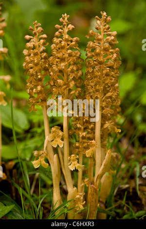 Bird's Nest Orchid, Neottia nidus-avis. Orchidea saprofita, in legno di faggio. Foto Stock