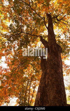 Alberi Jarul a I.F.R I.in primavera la fioritura a Dheradun Uttarakhand-India . Foto Stock