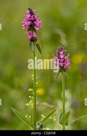 Betony comune, Betonica officinalis = Stachys, in fiore Foto Stock