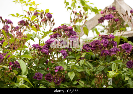 Rosa "Violette' in fiore Foto Stock