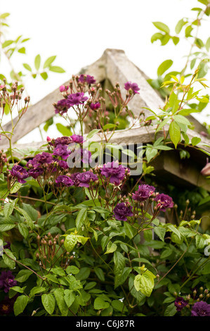 Rosa "Violette' in fiore Foto Stock