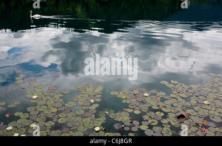 Cigno nuotare tra le ninfee sul lago di Bled e sulle Alpi Giulie, Slovenia. Foto Stock