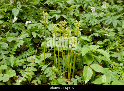 Coral-root orchidee, Corallorhiza trifida in ombra profonda. La Slovenia. Foto Stock