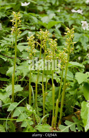 Coral-root orchidee, Corallorhiza trifida in ombra profonda. La Slovenia. Foto Stock