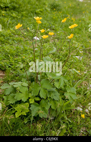 Ranuncolo nebulose, Ranunculus lanuginosus, Slovenia. Foto Stock