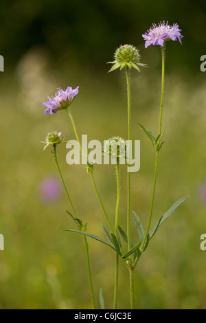 Campo Scabious, Knautia arvense in fiore nei prati. Foto Stock