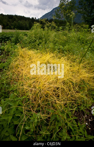 Maggiore tremava, Cuscuta europaea, parassita delle ortiche; Slovenia. Foto Stock