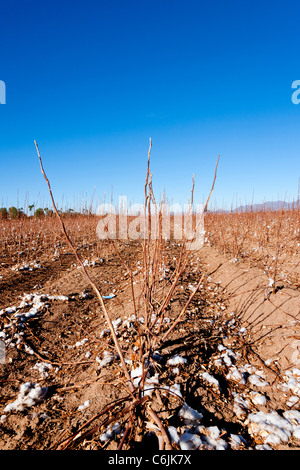 Pima campo di cotone vicino a Phoenix, Arizona, Stati Uniti d'America Foto Stock