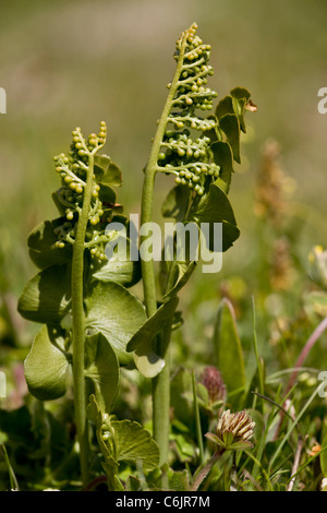 Il sommatore di lingua, felce Ophioglossum vulgatum Foto Stock