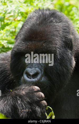 Ritratto di un gorilla di montagna (Gorilla g. beringei) alimentazione Foto Stock