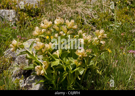 Avvistato Genziana, Gentiana punctata in fiore, Alpi Svizzere. Foto Stock