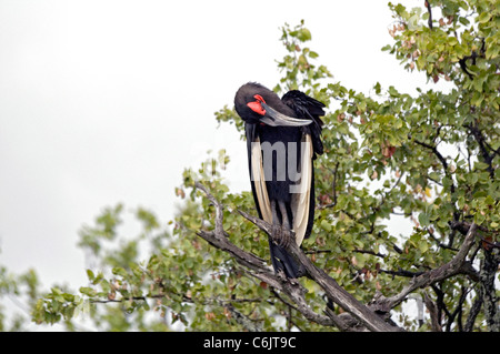 Massa meridionale Hornbill preening nella struttura ad albero. Foto Stock