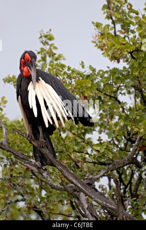 Massa meridionale Hornbill preening nella struttura ad albero. Foto Stock