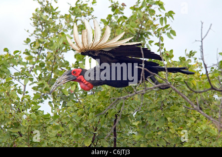 Massa meridionale Hornbill in volo. Foto Stock