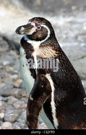 Pinguini Humboldt a Curraghs Wildlife Park, Ballaugh, IOM Foto Stock