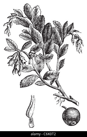 Cowberry, lingonberry o Vaccinium vitis idaea vintage, incisione antica incisi illustrazione di un impianto cowberry. Foto Stock
