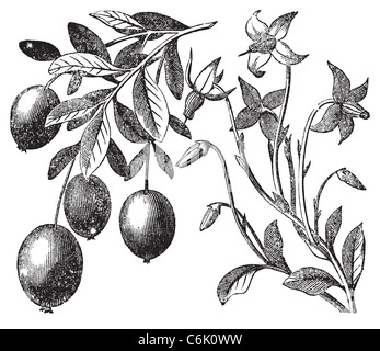 Vintage di mirtillo palustre di incisione. Antiche illustrazioni incise della pianta di mirtillo palustre. Foto Stock