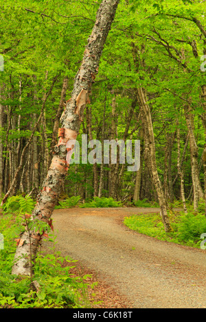 Con Robinson punto del trasporto su strada, Roosevelt Campobello International Park, Welshpool, Campobello Island, New Brunswick, Canada Foto Stock