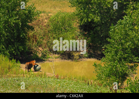 Tiger al Wild Animal Santuario, Denver, Colorado, STATI UNITI D'AMERICA Foto Stock