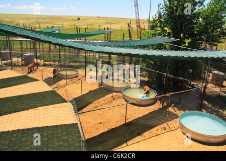 Tigri al Wild Animal Santuario, Denver, Colorado, STATI UNITI D'AMERICA Foto Stock