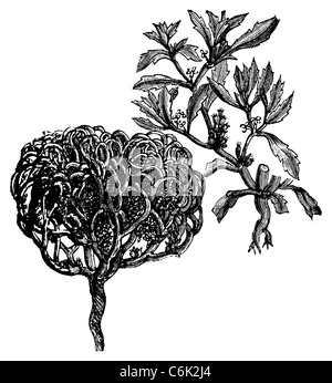 Anastatica hierochuntica, tumbleweed, impianto di dinosauri, Gerico Rosa Maria fiore, Maria la mano, palestinese tumbleweed. Foto Stock