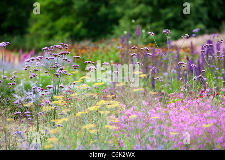 Il Millenium Giardino a Pensthorpe riserva naturale, Norfolk, Regno Unito, è stato progettato da Piet Oudolf, Foto Stock