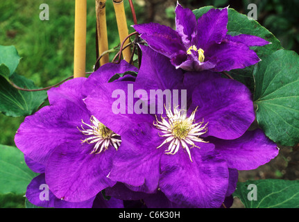 La clematide 'Kingfisher' blu porpora fiore fiori del giardino di piante vegetali Foto Stock