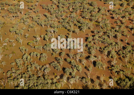 Gli alberi di gomma e la pianura alluvionale, Parco Nazionale Kakadu, Territorio del Nord, l'Australia - aerial Foto Stock