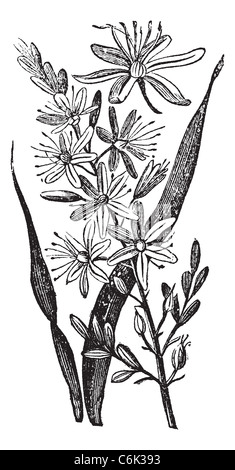 Ramificato asfodeli, vintage incisione. Vecchie illustrazioni incise ramificato di una pianta di asfodelo che mostra i fiori. Foto Stock