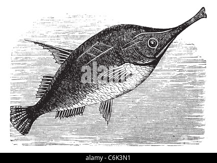 Snipefish Longspine o Macroramphosus scolopax, vintage incisione. Vecchie illustrazioni incise di Longspine Snipefish. Foto Stock