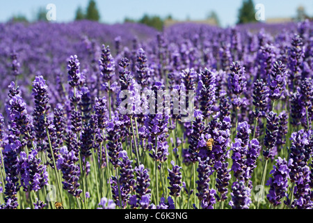 Colore rosa di Melissa e Royal Velvet fiorisce la lavanda al Purple Haze Lavender Farm in Sequim, Washington Foto Stock