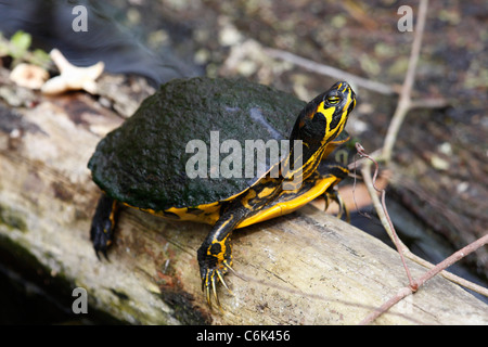 A becco giallo slider turtle (Trachemys scripta scripta) Foto Stock