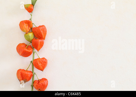 Vista ravvicinata di colore arancio brillante lanterne cinesi (Physalis alkekengi) Foto Stock