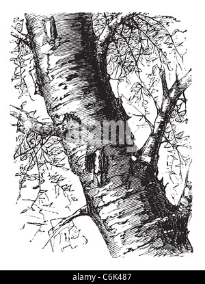 Betulla bianco conosciuto anche come Betula papyrifera, albero, tronco, vintage illustrazioni incise di bianco Betulla, albero isolato di trunk Foto Stock