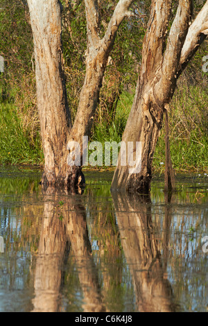 Alberi riflessa in acqua gialla Billabong, Parco Nazionale Kakadu, Territorio del Nord, l'Australia Foto Stock