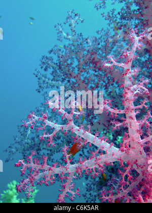 Soft Coral, prese a Ras Mohamed in Mar Rosso, Egitto. Foto Stock