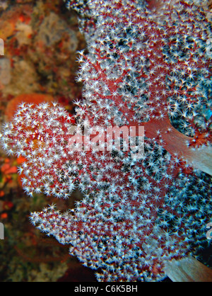 Soft Coral, prese a Ras Mohamed in Mar Rosso, Egitto. Foto Stock