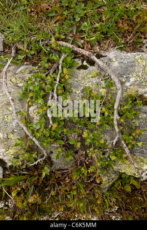 Retuse-lasciato willow, Salix retusa - antica alpino nana willow impianto in fiore. Foto Stock