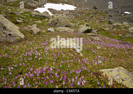 Snowbell nana, Soldanella pusilla, in masse sul Col de Fluella (2395m), orientale delle Alpi Svizzere. Foto Stock