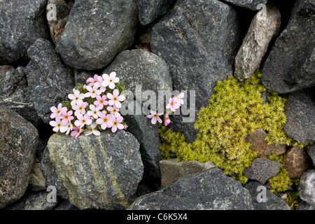 Rock-Jasmine alpino, Androsace alpina - cuscino alpine in alta quota nelle Alpi Svizzere. Foto Stock