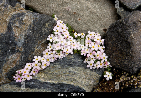 Rock-Jasmine alpino, Androsace alpina - cuscino alpine in alta quota nelle Alpi Svizzere. Foto Stock