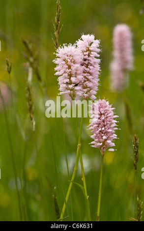 Bistort, Persicaria bistorta = Polygonum bistorta in fiore nel vecchio prato da fieno. Foto Stock