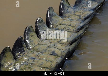 Coccodrillo di acqua salata di coda e di Adelaide River, Territorio del Nord, l'Australia Foto Stock